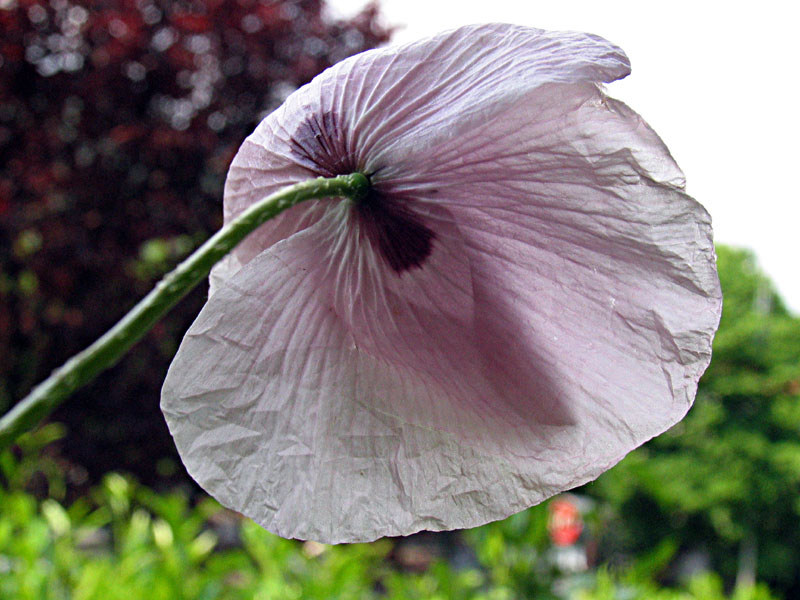 Papaver rhoeas / Papavero comune